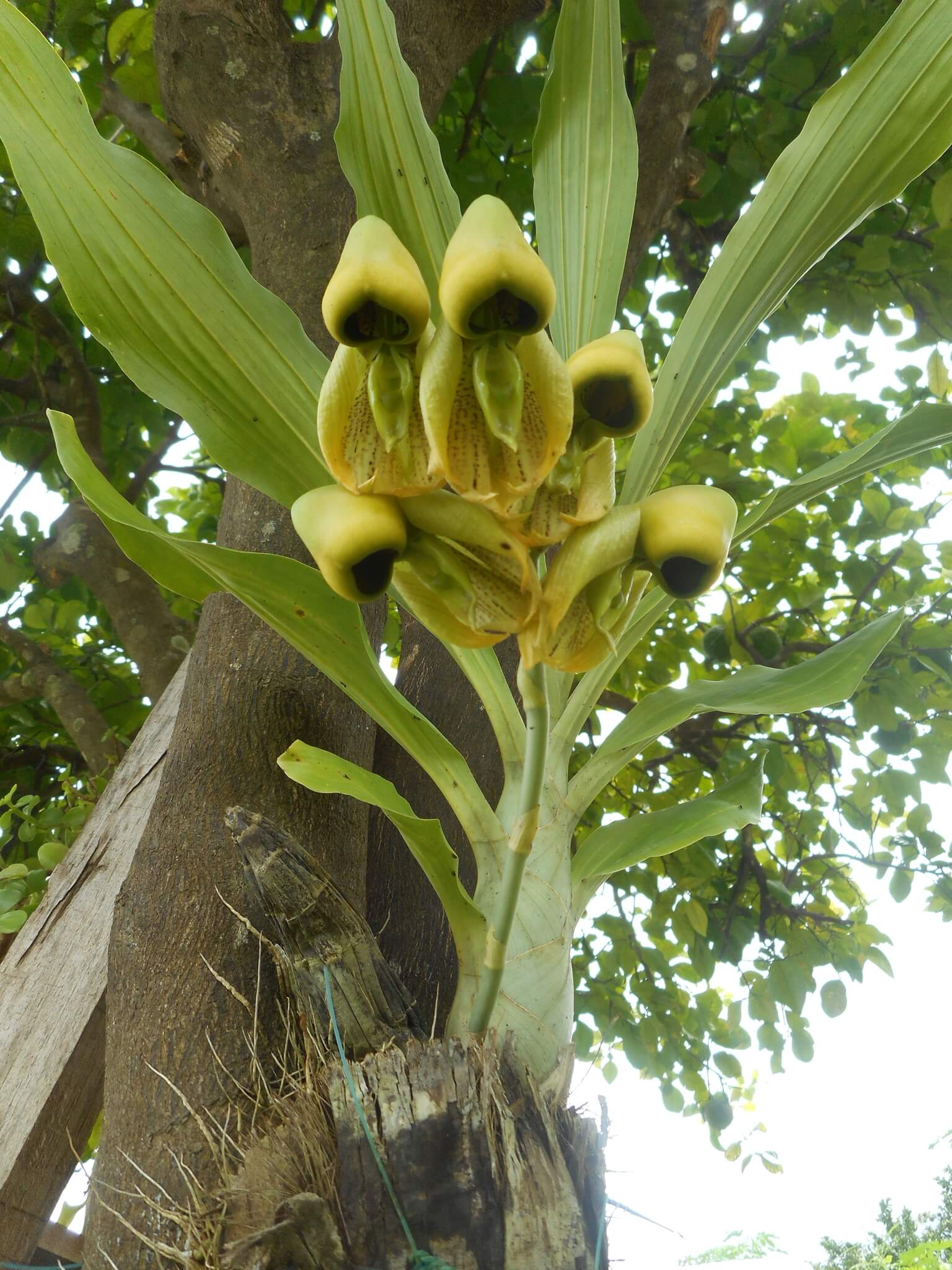 Catasetum integerrimum